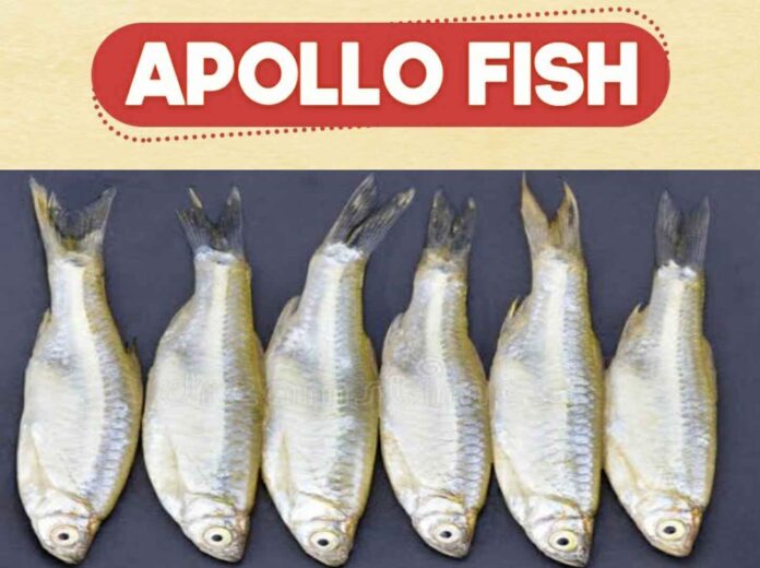 Apollo fish in telugu