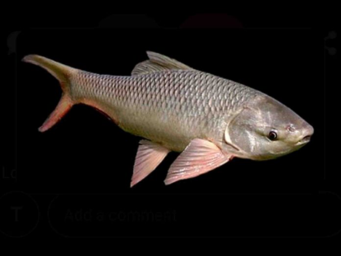 Rohu fish in telugu