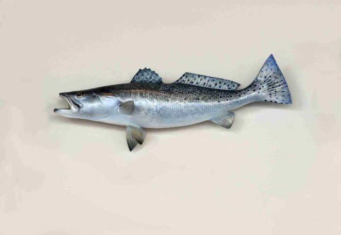 Salmon fish in telugu