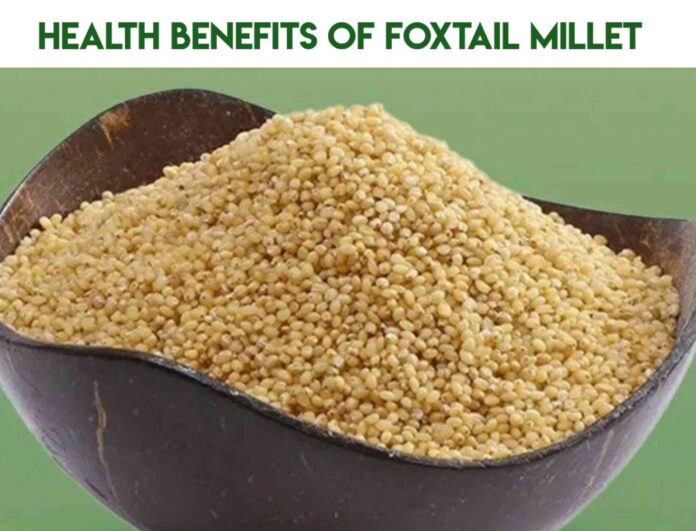 Foxtail millet in telugu