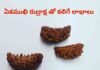 ek mukhi rudraksha : ఏకముఖి రుద్రాక్షను ధరిస్తే కలిగే లాభాలు Ek mukhi rudraksha