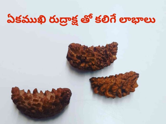 Ek mukhi rudraksha