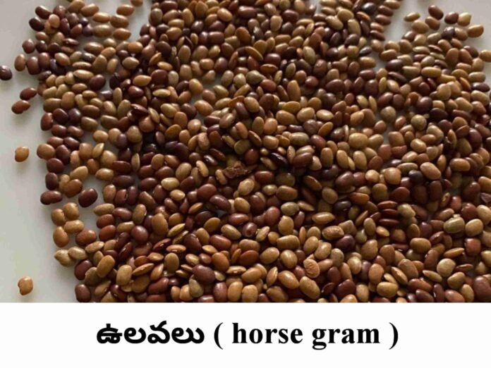 horse gram in telugu ఉలవలతో ఆరోగ్య ప్రయోజనాలు Telugusitara