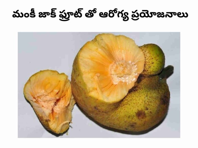 Monkey jack fruit