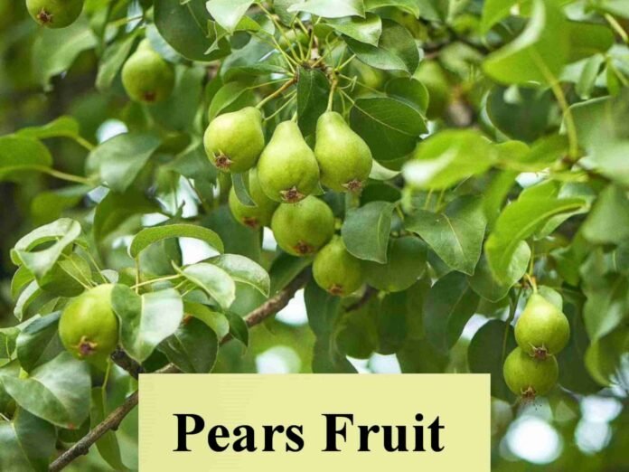 Pear fruit in telugu పియర్ ఫ్రూట్ వల్ల కలిగే ఆరోగ్య ప్రయోజనాలు