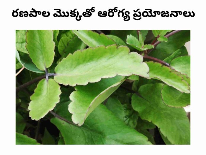 Ranapala plant