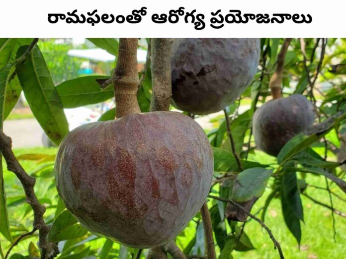 Ramphal Fruit