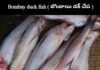 Bombay duck fish : బాంబే డక్ చేప తో ఆరోగ్య ప్రయోజనాలు Bombay duck fish