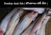 Bombay duck fish : బాంబే డక్ చేప తో ఆరోగ్య ప్రయోజనాలు Bombay duck fish