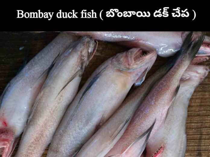 Bombay duck fish