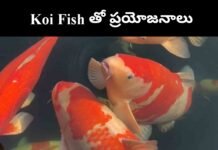 Koi fish : కోయి చేప తో ప్రయోజనాలు Koi fish