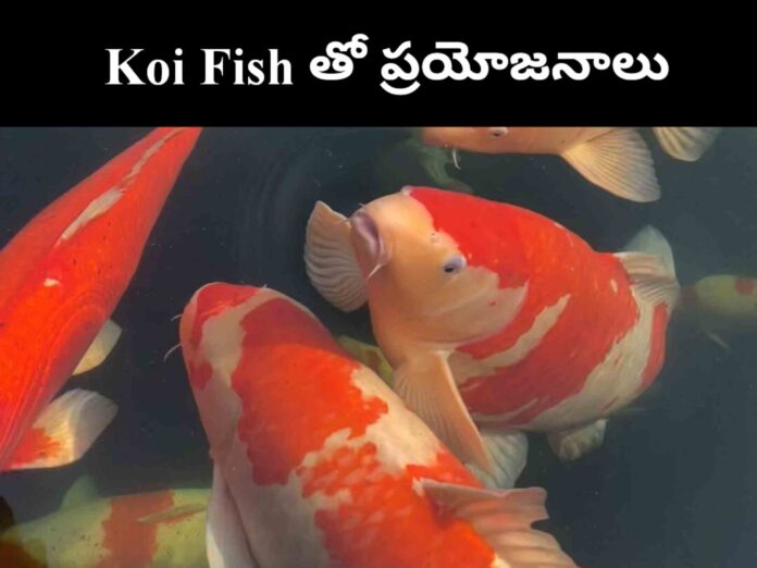 Koi fish