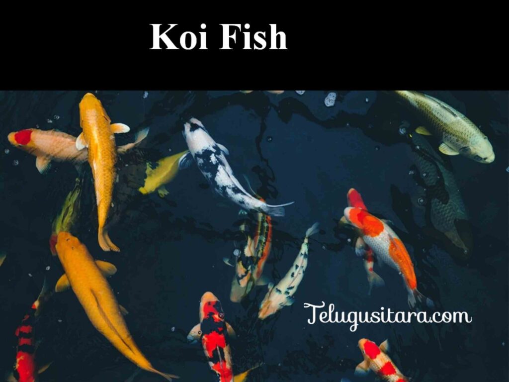 Koi fish in telugu