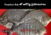 Pomfret fish : పాంఫ్రేట్ చేప తో ఆరోగ్య ప్రయోజనాలు Pomfret fish