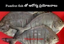 Pomfret fish : పాంఫ్రేట్ చేప తో ఆరోగ్య ప్రయోజనాలు Pomfret fish