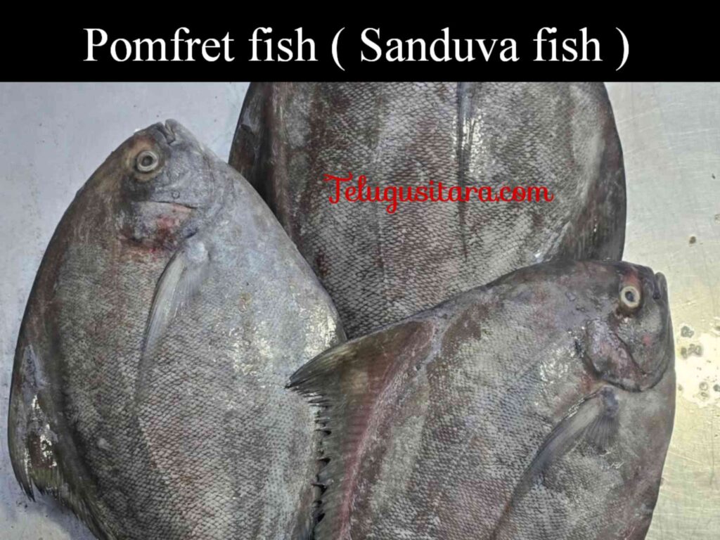 Pomfret fish in telugu
